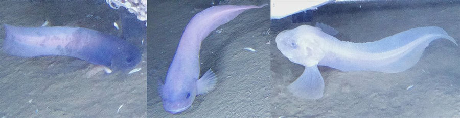 Descubren 3 nuevas especies de peces en fosa de Atacama en el océano pacífico