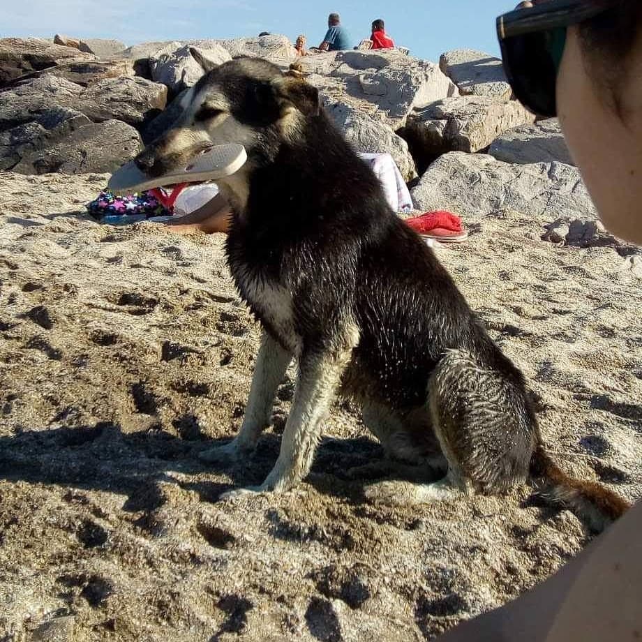 El perro espera a que los turistas se descuiden para robarles sus 'ojotas' y jugar con ellos (Instagram @roba_ojotas_santaclaradelmar)