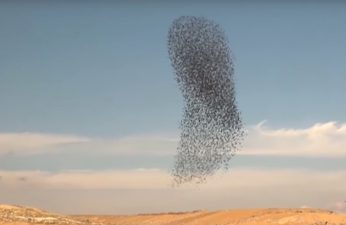 Video Impresionante Danza Aves Captan Estorninos