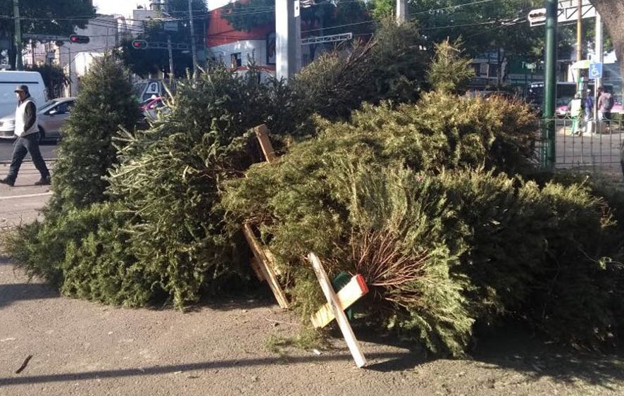 Abren en CDMX centros de acopio para reciclar árboles de Navidad