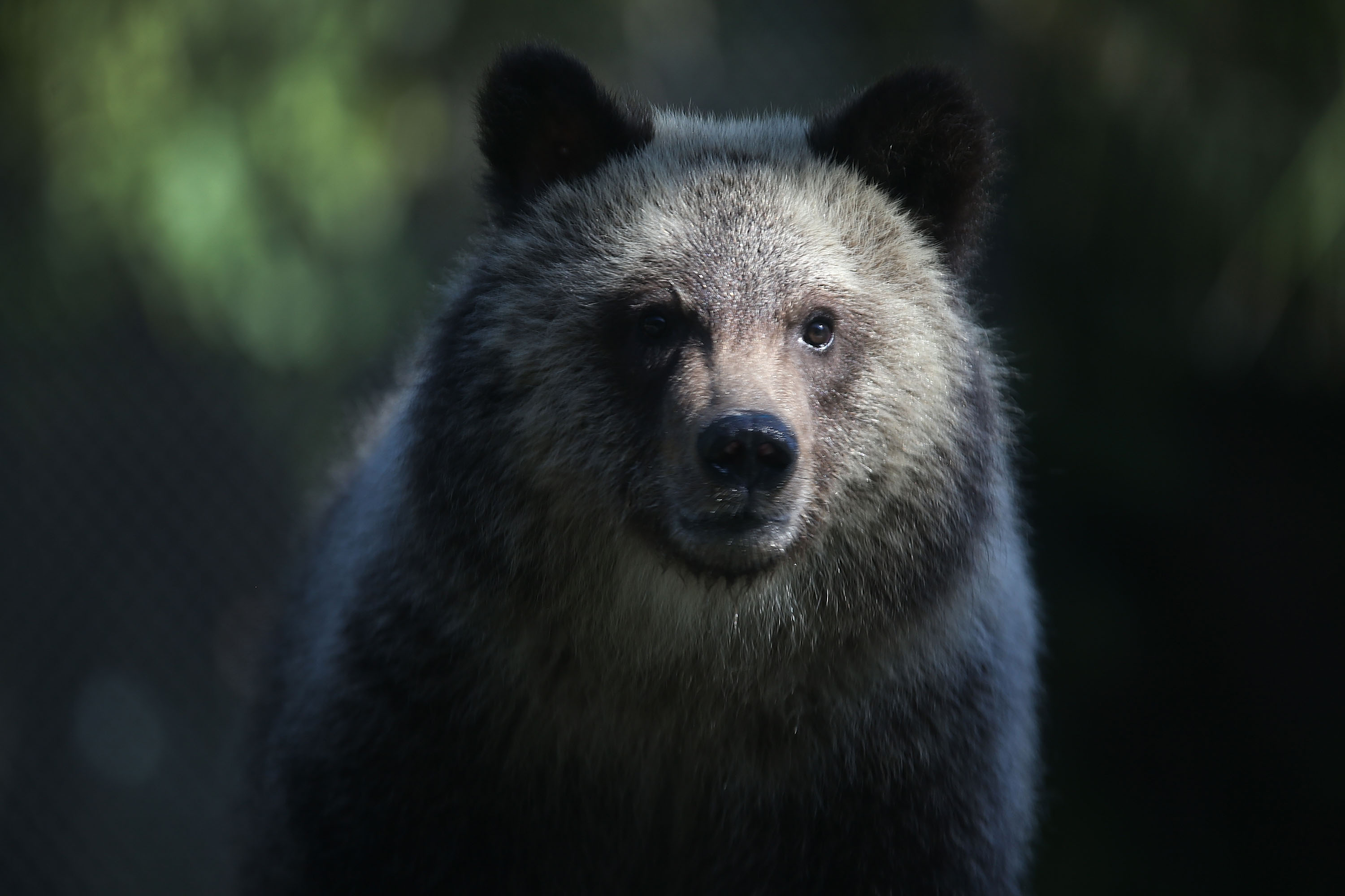 Video: Niño perdido en el bosque asegura que un oso lo protegió