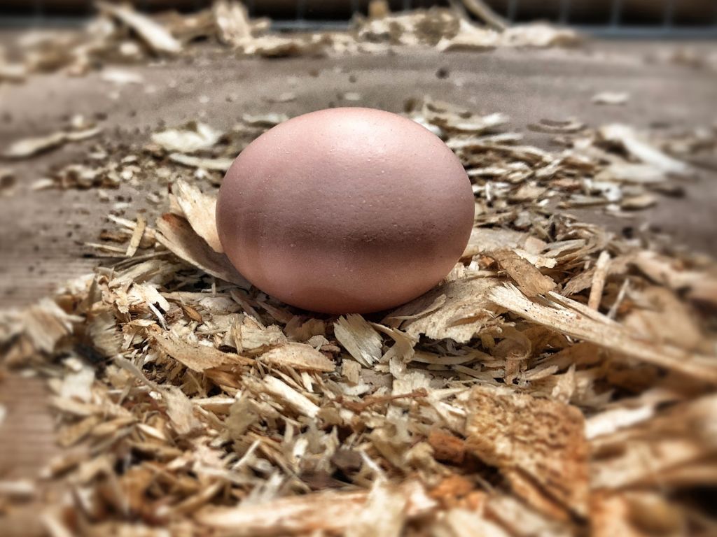 foto huevo gallina cancer 31 julio 2017