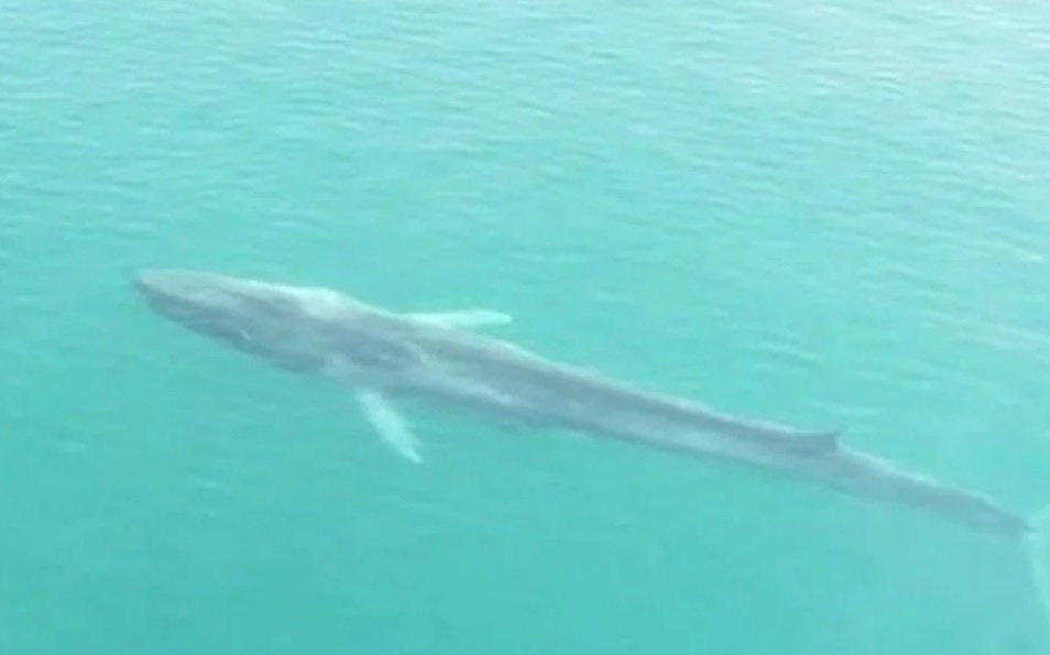 Muere en el Caribe de Honduras, Gran Berta, la ballena de 21 metros de largo