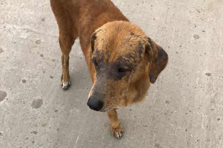 Juan, un perro de cuatro años, fue encontrado en Buenos Aires con una pata rota, sarna y desnutrición en Tigre (La Nación)