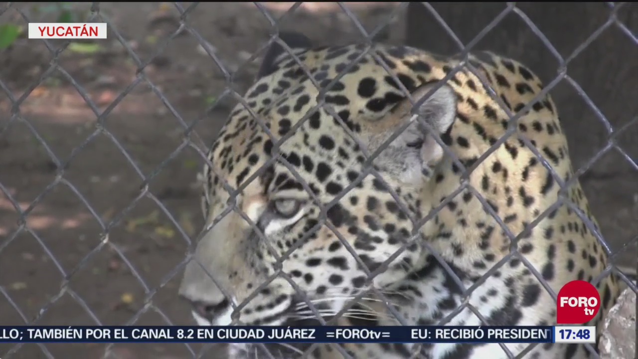 Yucatán Suma Esfuerzos Para Proteger Al Jaguar, Yucatán, Proteger Al Jaguar, Pagar Ataques De Estos Felinos A Ganaderos, Conservación Del Jaguar,