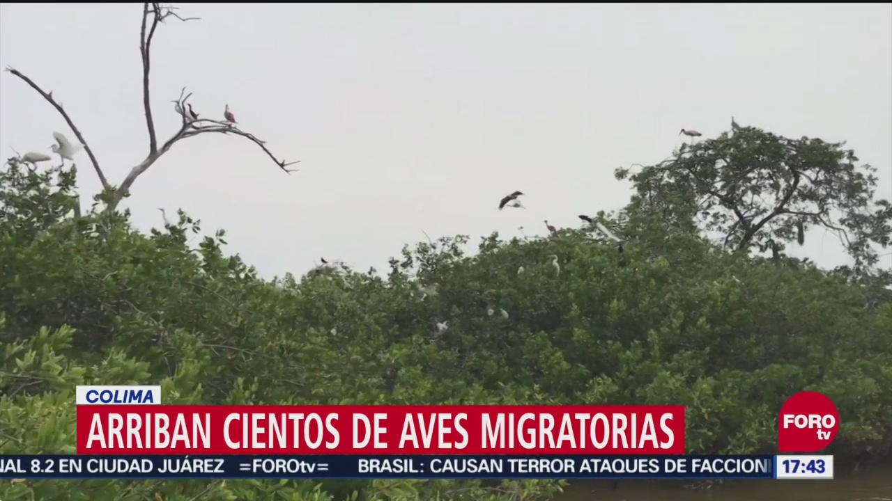 Colima, Refugio De Aves Migratorias, Invierno, Bajas Temperaturas