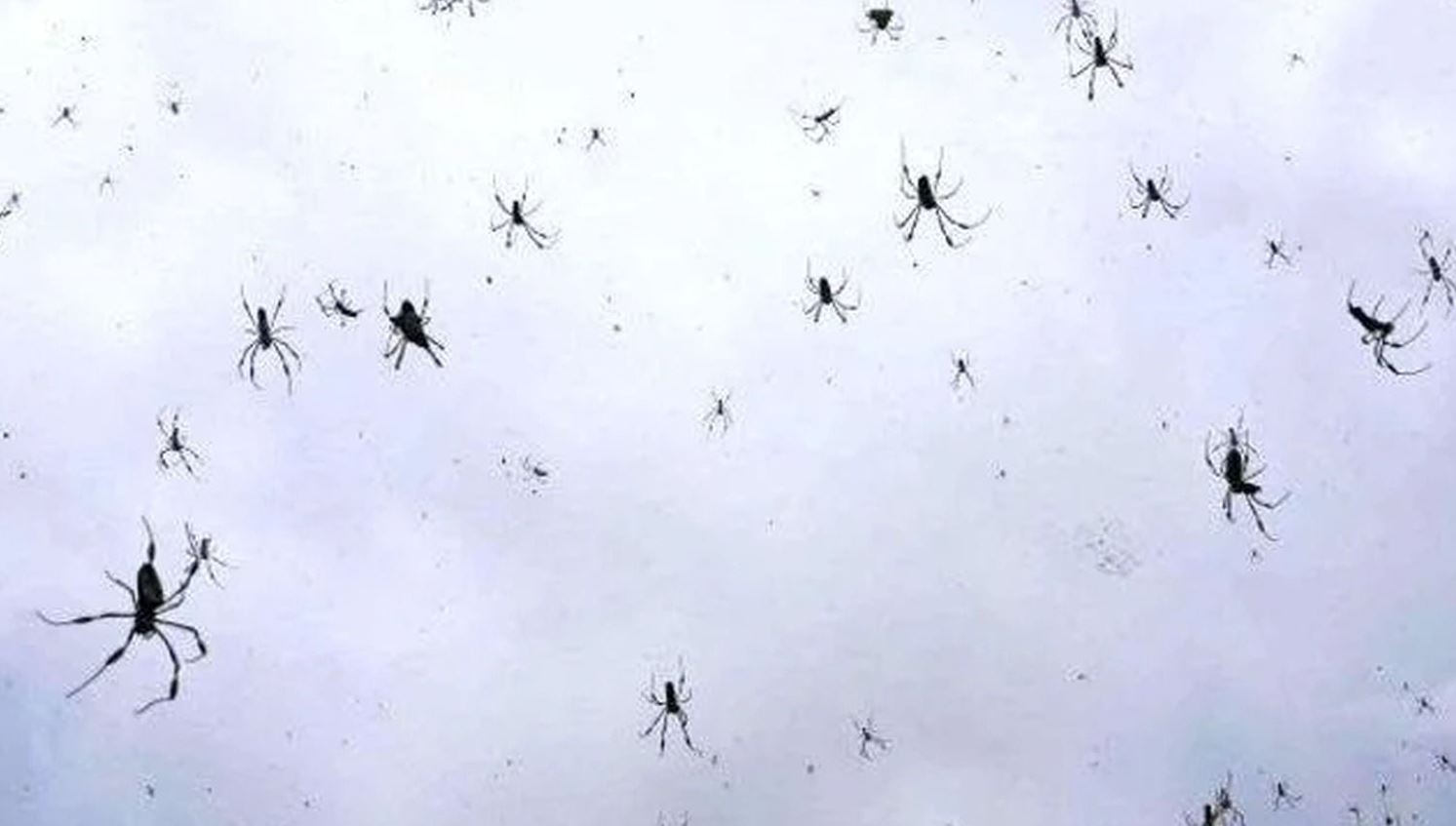 Captan en video impactante lluvia de arañas en Brasil