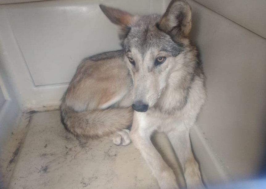 Foto: Capturan a perrita en San Juan de Aragón confundiéndola con un lobo que deambulaba por las calles del 30 de enero del 2019