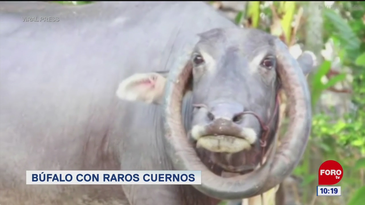 #LoQueVimosEnLaRed: Búfalo con raros cuernos