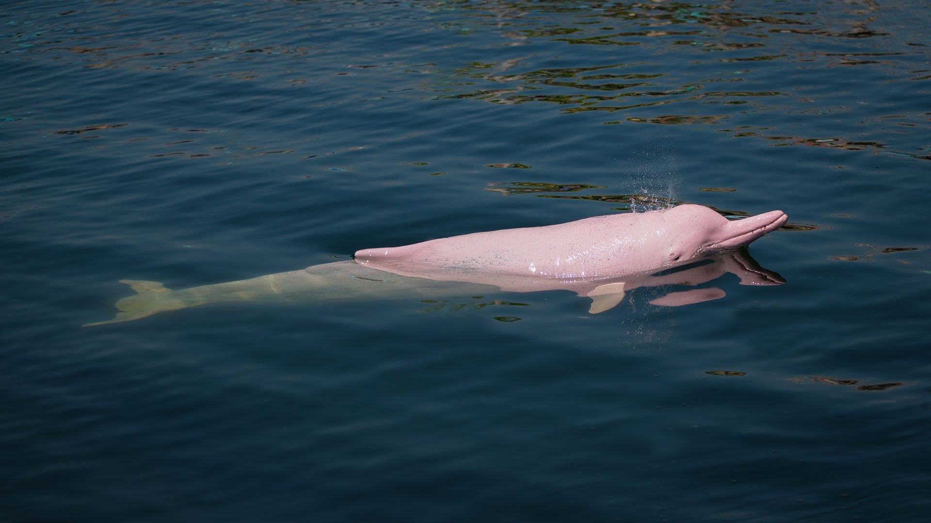 Los delfines rosas pueden ser avistados desde botes y pequeñas embarcaciones turísticas en algunas partes del Río Amazonas (Shutterstock)