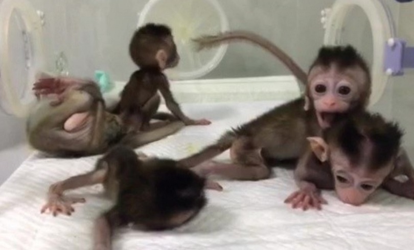 China clona cinco monos alterados genéticamente para analizar trastorno del sueño