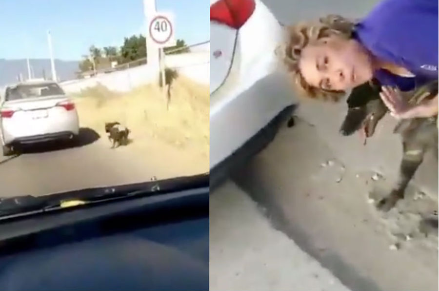 Video: mujer amarra a perra y la arrastra con su auto