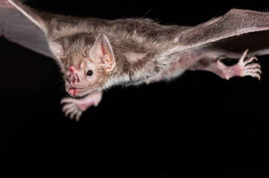 Narcotraficantes de México obstaculizan investigación australiana sobre veneno de murciélago vampiro