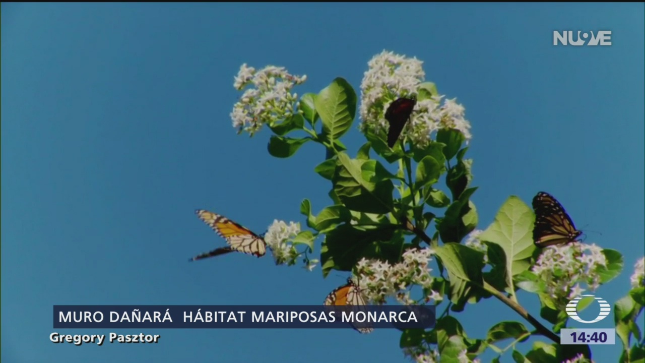 Muro fronterizo afectará santuario de la mariposa monarca en Texas