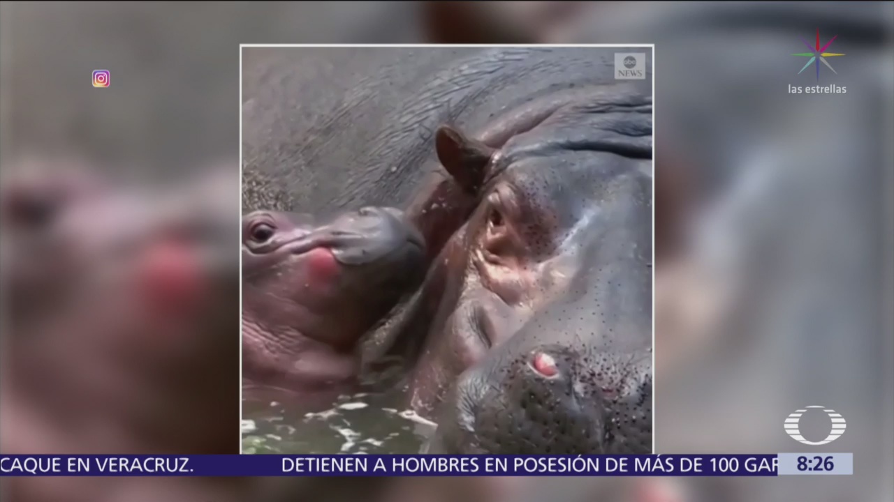 Nace hipopótamo en zoológico de la India