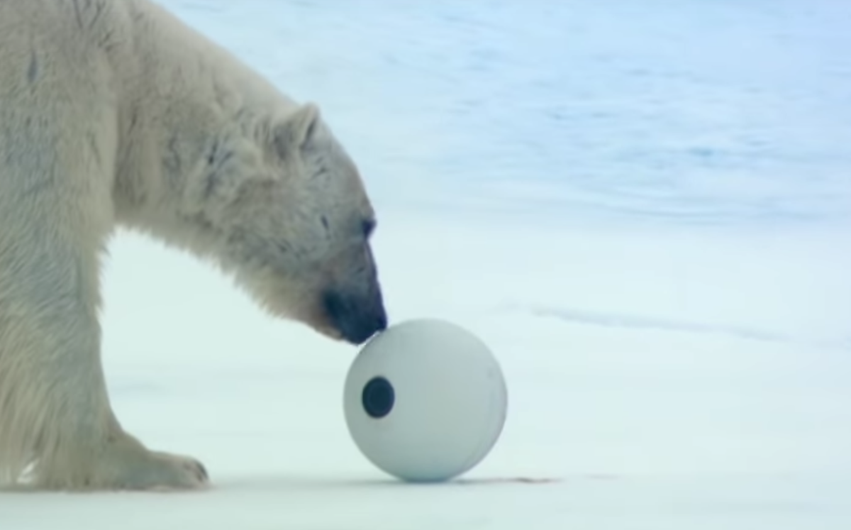 VIDEO: Osos polares 