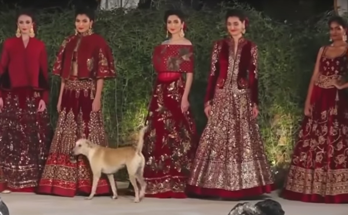 Perro Desfile Modas India Irrumpe Video