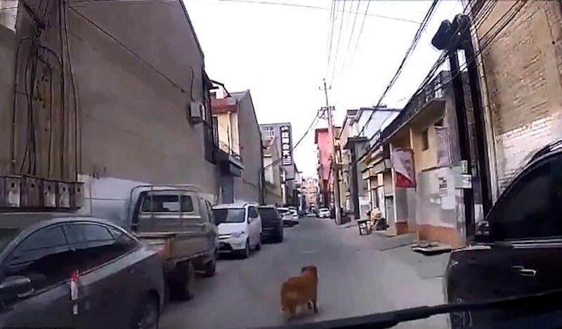 Video: Perro guía ambulancia hasta su dueño y le salva la vida