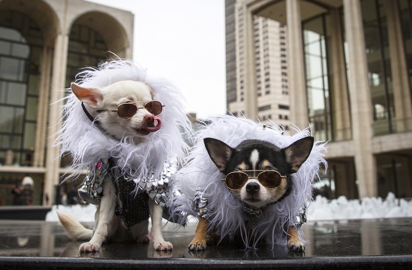 Foto: Los Chihuahuas Kimba y Bogie portan ropa especial para perros, Nueva York, 15 febrero, 2015 (Archivo/Reuters)
