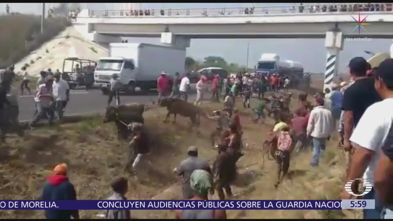 Pobladores de Veracruz roban ganado de tráiler accidentado