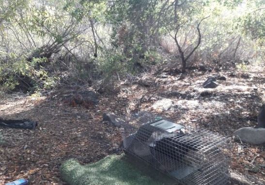 Profepa libera a 2 ejemplares de zorrillo rescatados en Baja California