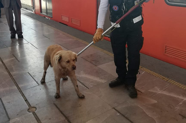 Protección Civil logró rescatar al perro, tras lo cual lo llevaron sobre el andén con un representante de organizaciones protectoras de los animales (Heraldo de México)