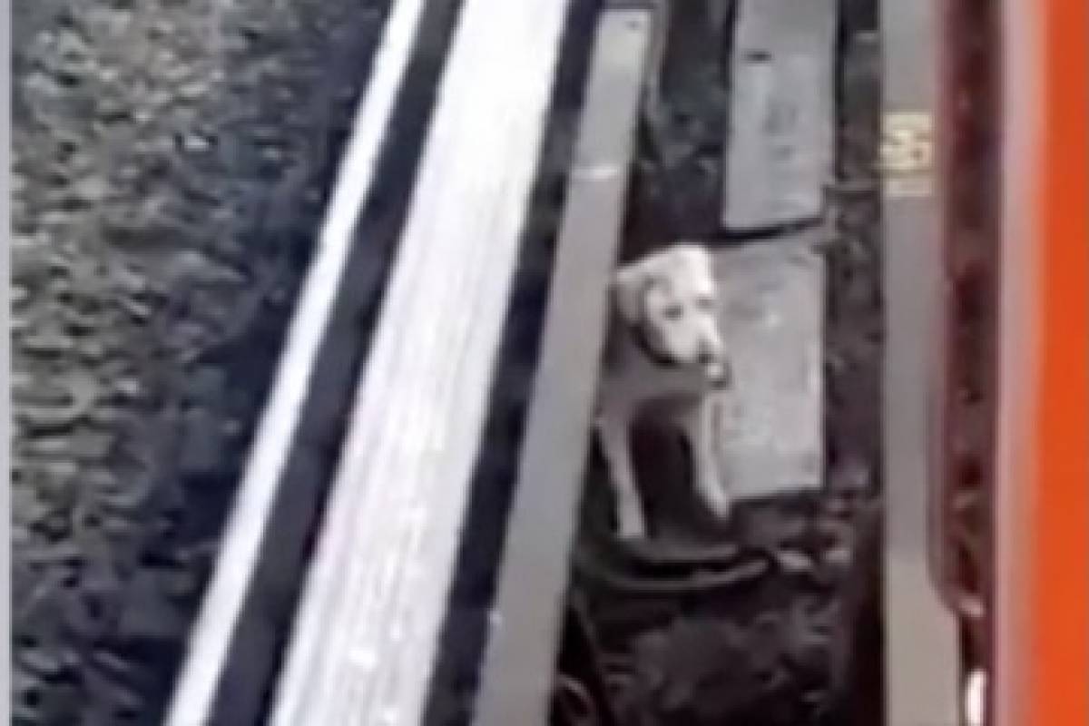 Rescatan a perro atrapado en vías de Lína B del Metro