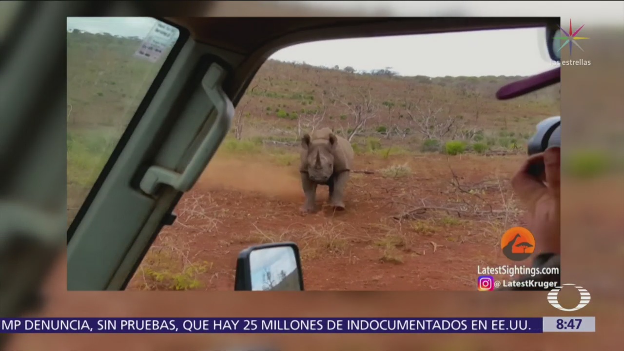 Rinoceronte negro embiste un vehículo en Sudáfrica