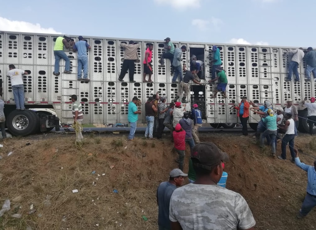Veracruz: Pobladores roban y sacrifican ganado en autopista