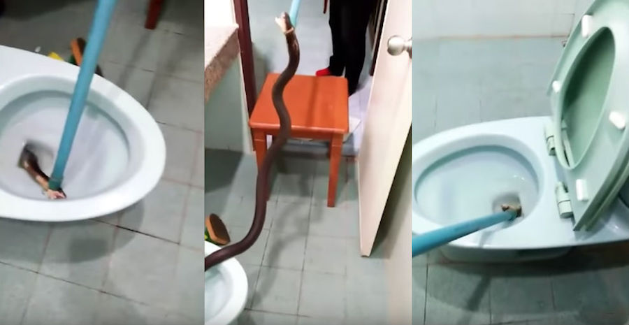 Video: Sacan cobra de más de un metro de un inodoro