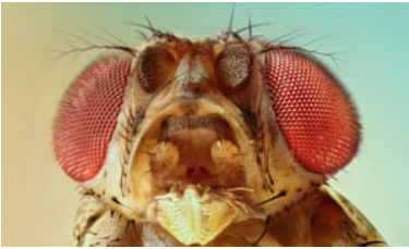  mosca Drosophila melanogaster