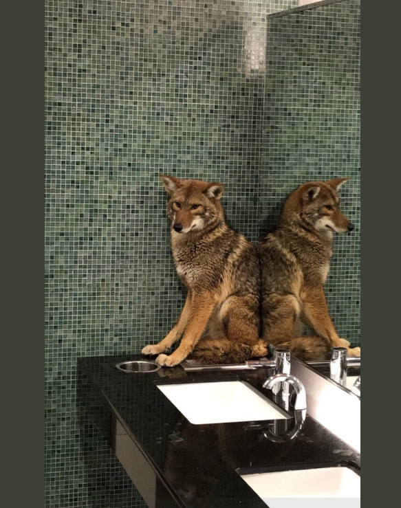 Foto: Coyote en baño de centro convenciones Tenneesee, 15 enero 2019, Estados Unidos