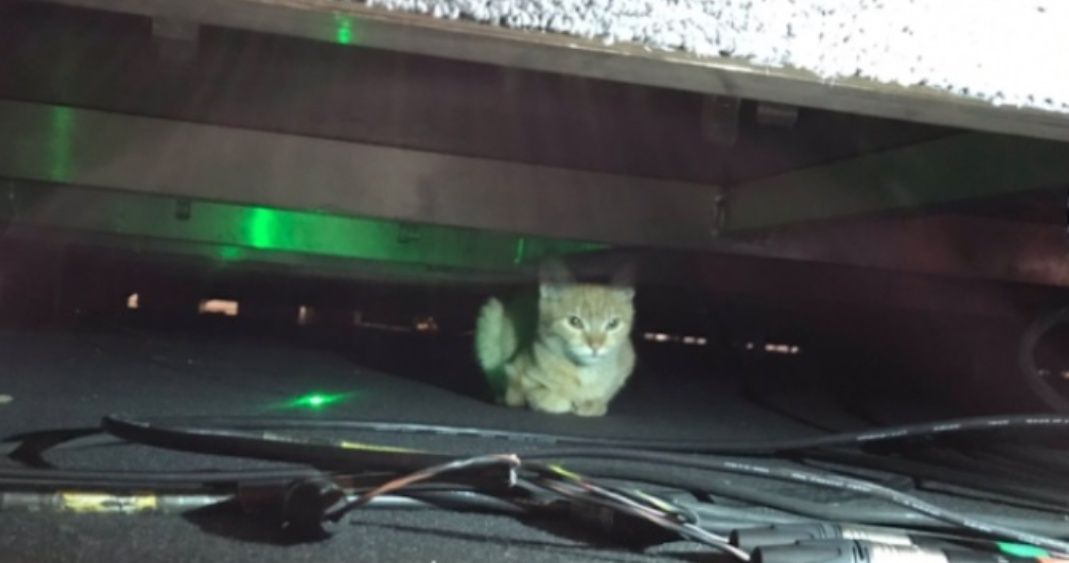 Un gato se cuela a la conferencia de prensa de AMLO
