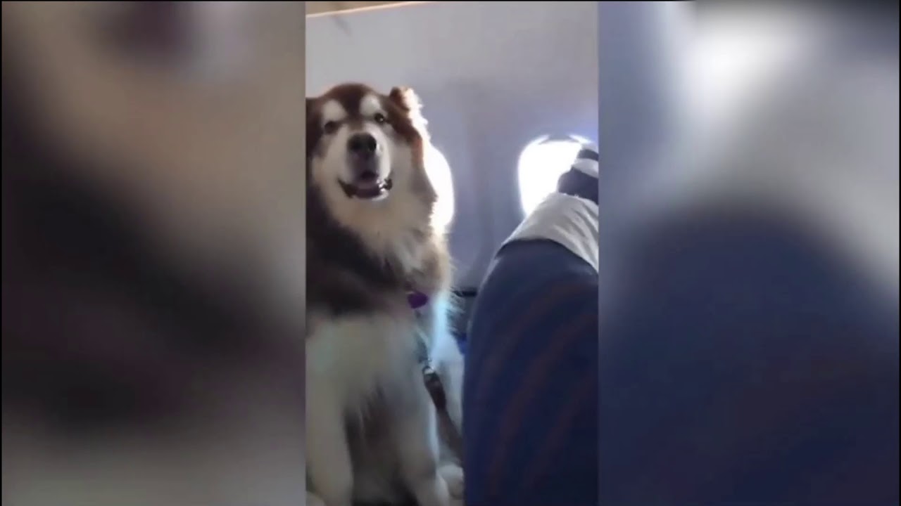 VIDEO: Perrito se vuelve la sensación durante vuelo en China