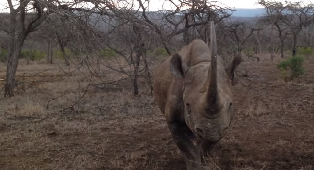 Video Rinoceronte Embistiendo A Auto En Sudáfrica, Rinoceronte, Rinoceronte Negro, Rinoceronte Embiste Vehículo, Rinocerontes, Sudáfrica