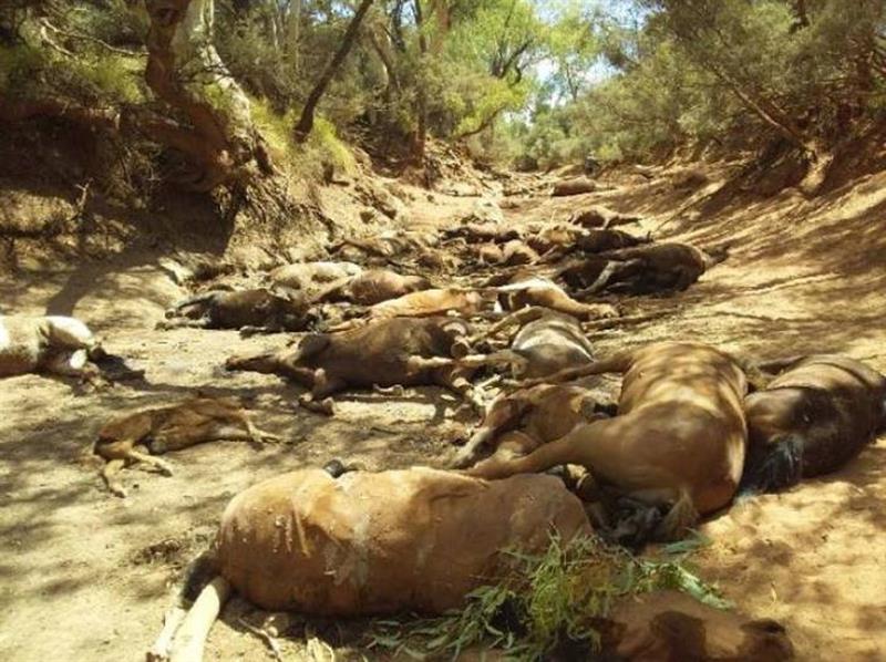 foto caballos muertos cimarron australia