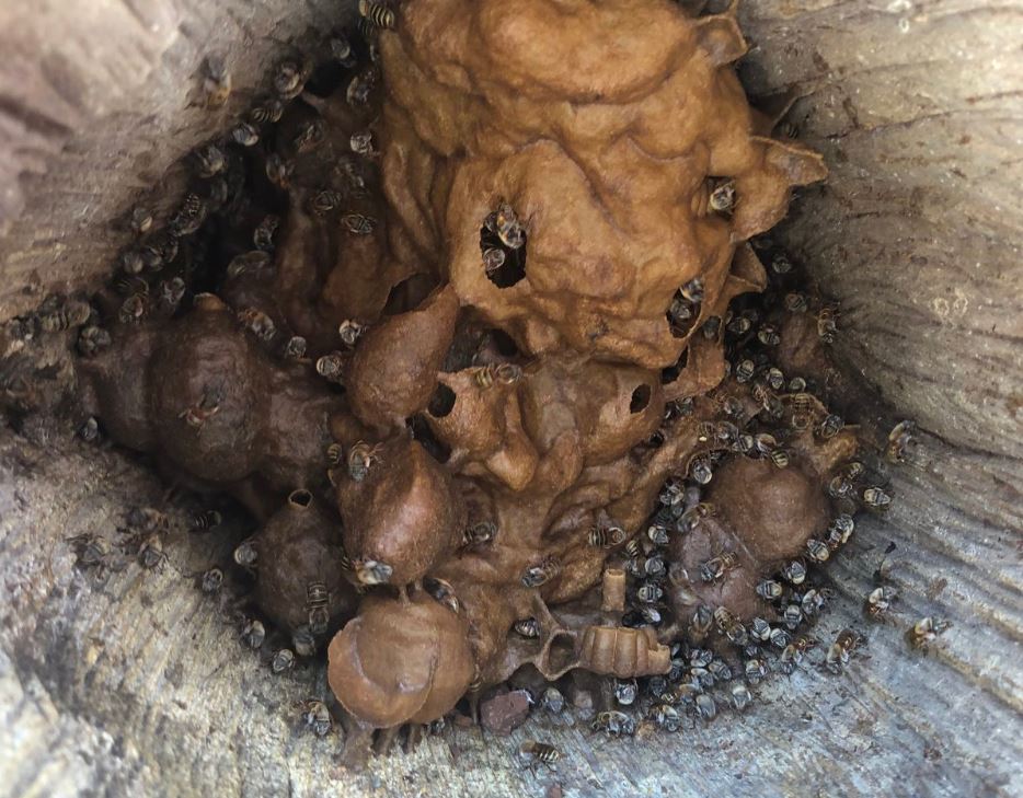 Imagen: Los mayas utilizaron la miel que produce esta abeja sin aguijón por sus valores nutritivos, el 10 de febrero de 2019