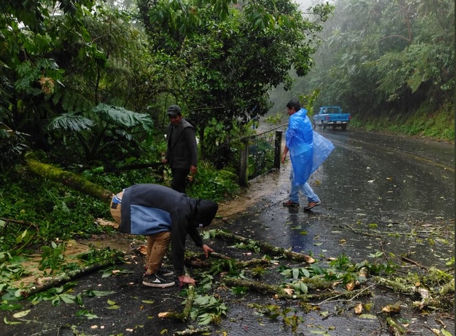 Lluvia y viento provocan caída de árboles en Cuetzalán, Puebla