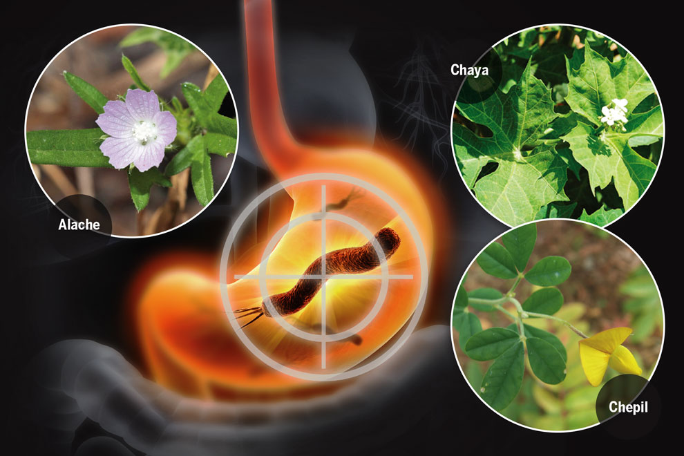 Alache, Chaya y Chepil, tres de las plantas que poseen cualidades medicinales para inhibir la gastritis (Gaceta UNAM)