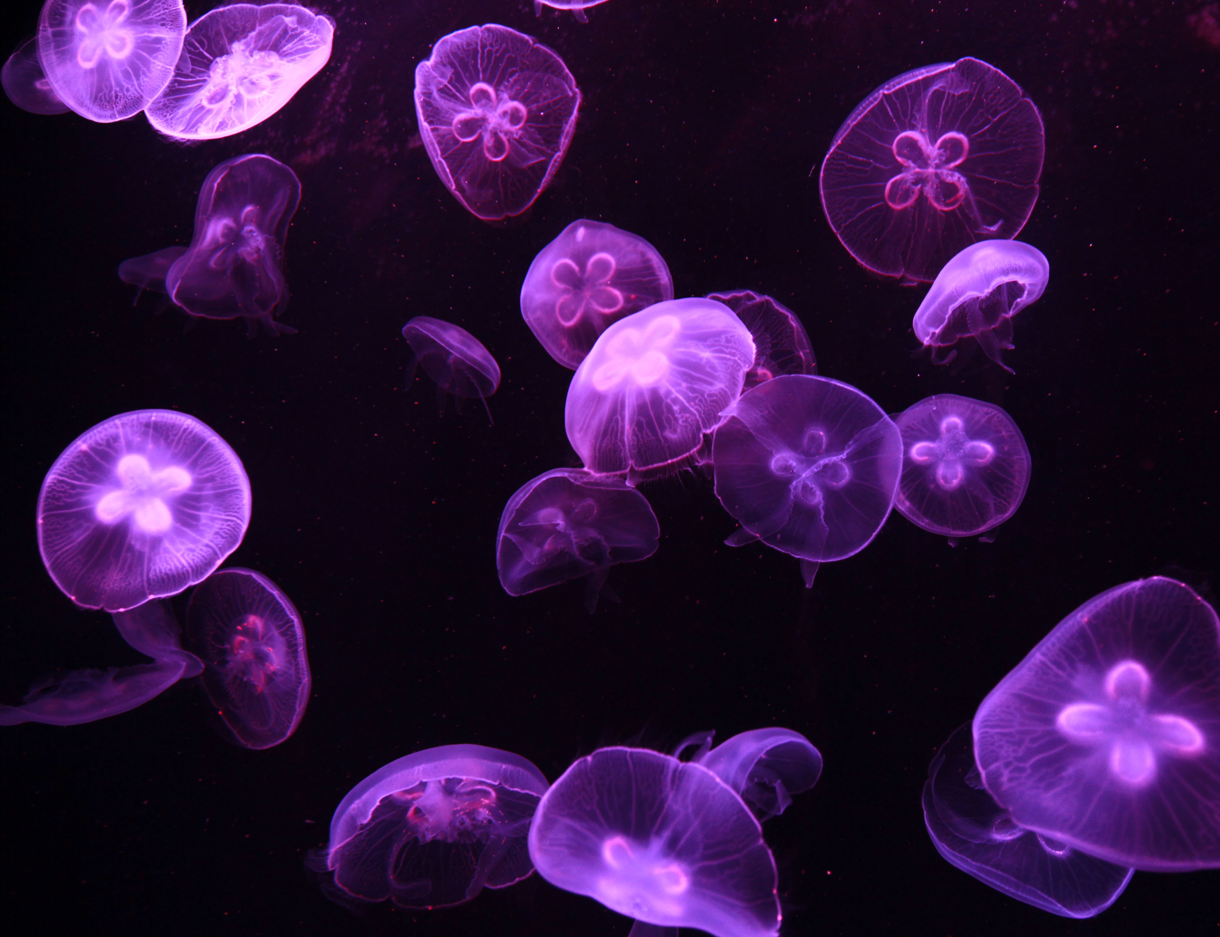 foto medusas farmaco combatir cancer 10 abril 2012