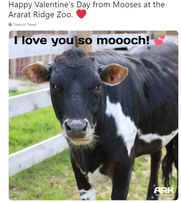 FOTO Ararat Ridge Zoo felicita por San Valentín con vaca /Twitter 14 febrero 2019