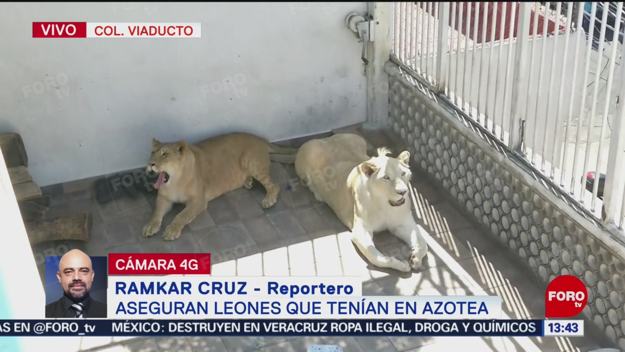 Foto: Aseguran dos leones en la colonia Viaducto, CDMX