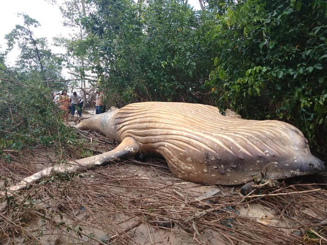 foto aparece cadáver de ballena jorobada en el Amazonas 23 febrero 2019