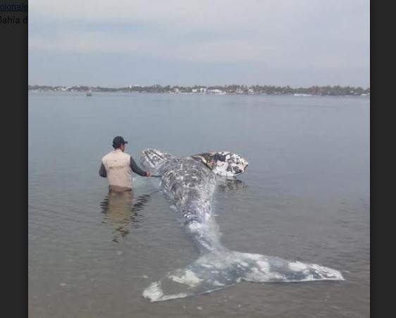 localizan ballena jorobada muerta en navolato sinaloa