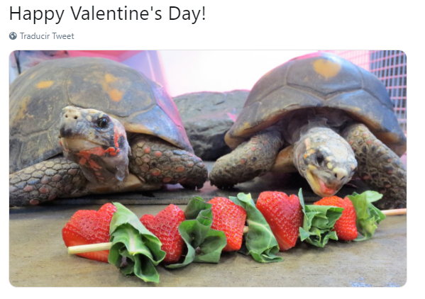 FOTO Banquete de fresas para tortugas del Columbian Park Zoo por San Valentín /Twitter 14 febrero 2019
