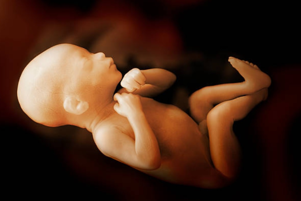 El desarrollo del pene fetal no depende sólo de testosterona y testículos: Estudio
