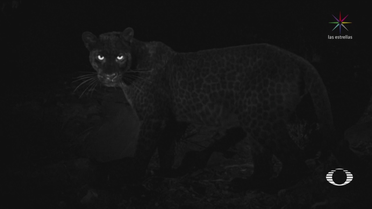 FOTO: Cámara trampa capta imágenes de un leopardo negro en Kenia, 13 FEBRERO 2019