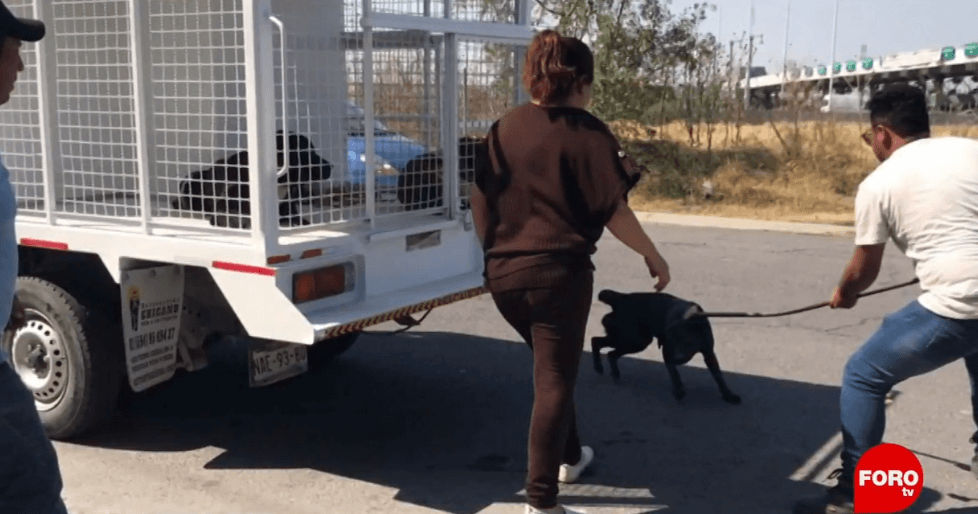 Capturan a cinco perros de jauría que atacó a mujer en Tecámac