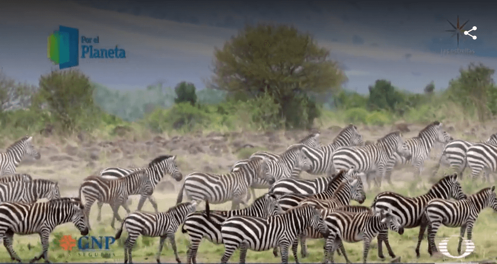 Foto: Cebras forman grandes manadas en Kenia, 26 de febrero de 2019