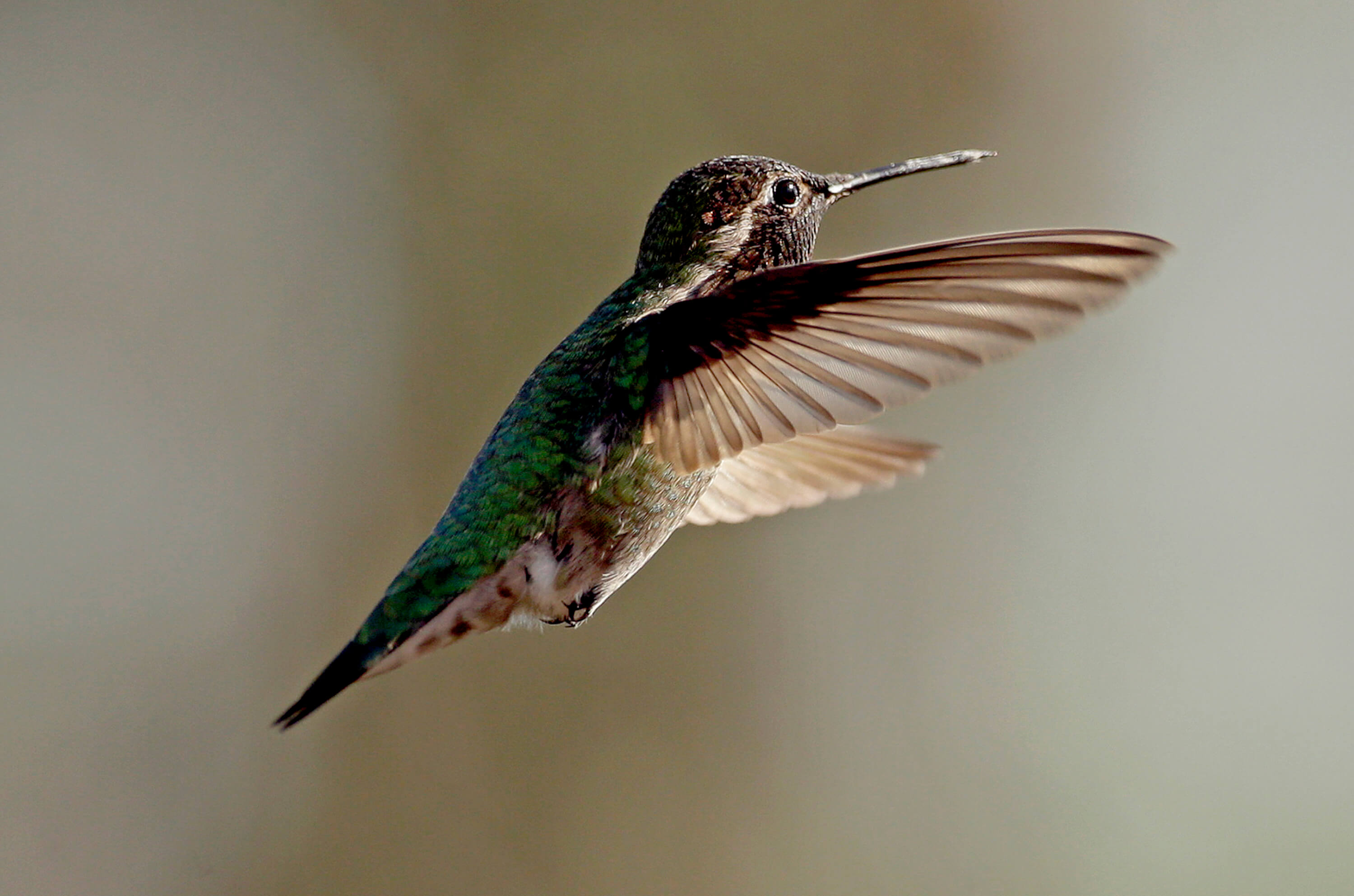 UNAM desarrolla jardines para colibríes en la CDMX